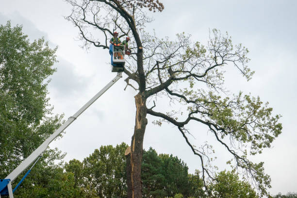 Best Fruit Tree Pruning  in USA